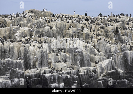 Gemeinsamen Guillemot (Uria Aalge), mit Kittiwake und europäischen Shag, Verschachtelung Kolonie, Grundnahrungsmittel Insel, Farne Islands, Northumberland, England, Sommer Stockfoto