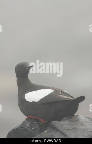 Black Guillemot (Cepphus Grylle) Erwachsenen, sitzen auf Felsen im Nebel, Shetland Islands, Schottland, Juli Stockfoto