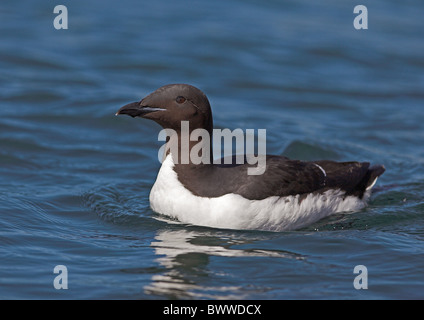 Brunnich von Guillemot (Uria Lomvia) Erwachsene, Sommer Gefieder, Schwimmen im Meer, Nord-Norwegen, Juni Stockfoto