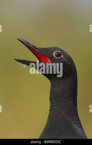 Taube Guillemot (Cepphus Columba) Erwachsenen, mit der Aufforderung, Nahaufnahme des Kopfes, Britisch-Kolumbien, Kanada, Juni Stockfoto