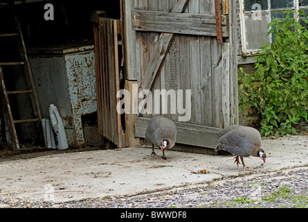 Inländische behelmter Perlhühner (Numida Meleagris) zwei Erwachsene, zu Fuß neben Schuppen im Hof, West Sussex, England Stockfoto
