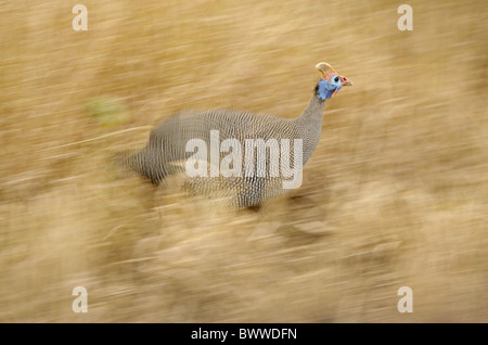 Behelmte Perlhühner (Numida Meleagris) Erwachsenen, läuft lange Gras, Krüger Nationalpark, Mpumalanga, Südafrika Stockfoto