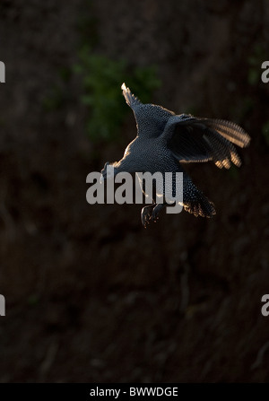 Behelmte Perlhühner (Numida Meleagris) unreif, während des Fluges, Hintergrundbeleuchtung bei Einbruch der Dunkelheit Mashatu Wildreservat, Tuli Block, Botswana, Juni Stockfoto