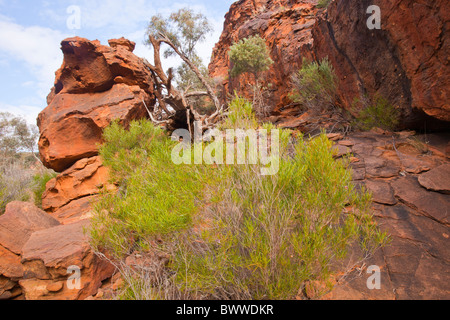 Felsigen roten Sandstein in Homestead Creek Schlucht im Mutawintji National Park nördlich von Broken Hill in New South Wales Stockfoto