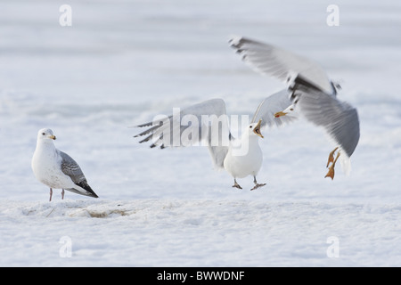 Geringerem Black-backed Gull (Larus Fuscus) Erwachsene, jagt Silbermöwe (Larus Argentatus), mit großen Black-backed Gull unreif, Lokka, Finnland, winter Stockfoto