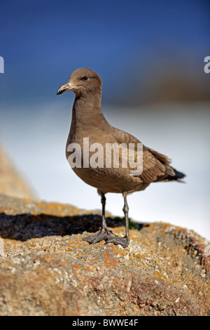 Heermann Möwe (Larus Heermanni) unreif, winter zuerst Gefieder, auf Felsen, Monterey, Kalifornien, Vereinigte Staaten von Amerika Stockfoto