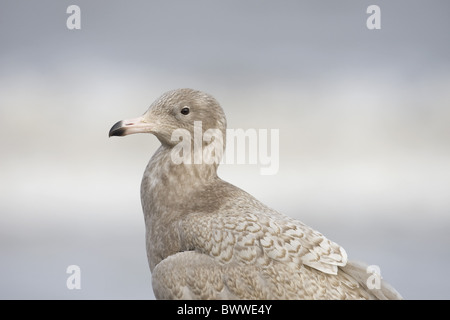 Glaucous Gull (Larus Hyperboreus) Jugendkriminalität, winter zuerst Gefieder, Nahaufnahme des Kopfes, Norfolk, England, winter Stockfoto