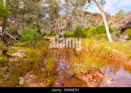 Wasserloch und River Red Zahnfleisch in Homestead Creek, Mutawintji National Park Stockfoto