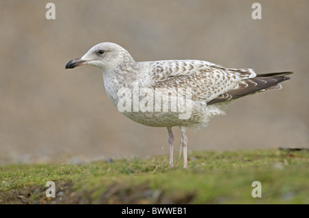 Juvenile Silbermöwe (Larus Argentatus), stehend auf Küste Rasen, Norfolk, England, winter Stockfoto