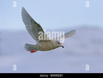 Gull Island (Larus Glaucoides) unreif, erste Winter Gefieder, während des Fluges, Nordnorwegen, März Stockfoto