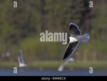 Kleine Möwe (Larus Minutus) Erwachsene, Sommer Gefieder, während des Fluges über See, nordwestlichen Finnland Stockfoto