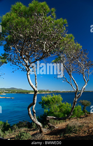 Blick auf Pinien. Mediterranen Wald. Stockfoto