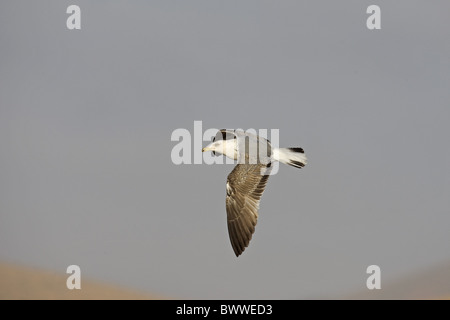 Gelb-legged Möve (Larus Cachinnans) Sub Erwachsener, im Flug, Fuerteventura, Kanarische Inseln Stockfoto