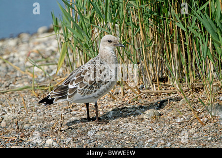 Schwarzkopfmöwe (Larus Melanocephalus) Juvenile bei Verschachtelung Kolonie, Roggen-Hafen-Reserve, East Sussex, England, Juli Stockfoto
