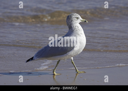 Ring-billed Möwe (Larus Delawarensis) Erwachsenen, am Strand, zu Fuß am Ufer Stockfoto