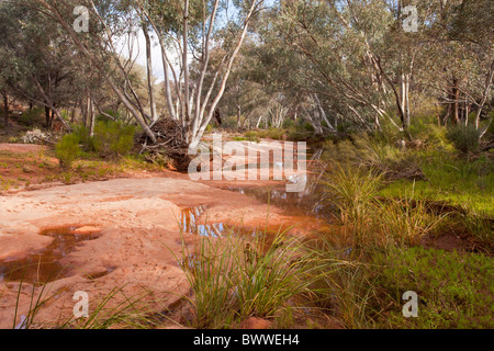 Wasserloch und River Red Zahnfleisch in Homestead Creek, Mutawintji National Park Stockfoto