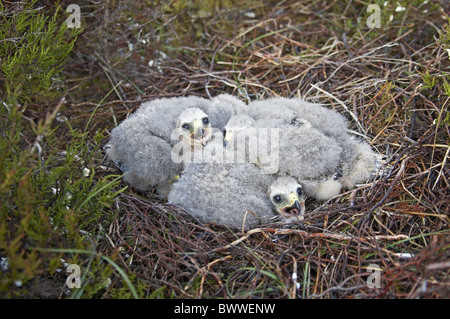 Kornweihe (Circus Cyaneus) Küken im Nest auf Moorland, Sutherland, Schottland, Frühling Stockfoto