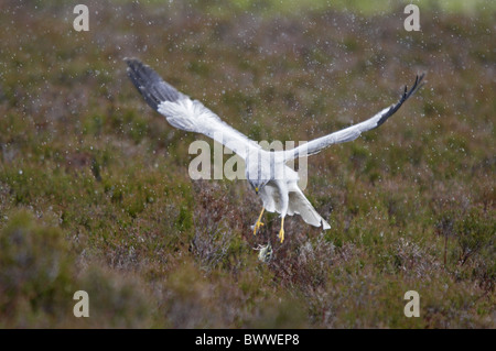 Kornweihe (Circus Cyaneus) Männchen, im Flug fallen Beute am Nest im Moor, im Regen, Sutherland, Schottland, Frühling Stockfoto