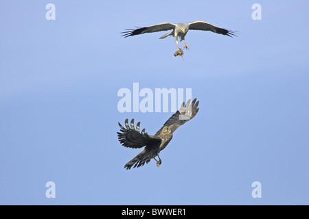 Kornweihe (Circus Cyaneus) Erwachsenen paar, machen Essen Pass im Flug, Sutherland, Schottland, Frühling Stockfoto