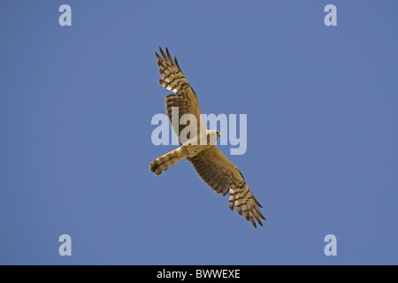 Montagu Harrier (Circus Pygargus) erwachsenes Weibchen im Flug, Spanien Stockfoto