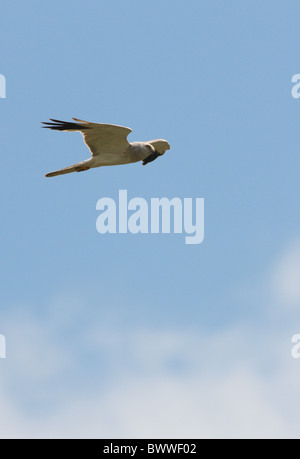 Pallid Harrier (Circus Macrourus) Männchen im Flug, Provinz Aqmola, Kasachstan, Juni Stockfoto