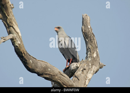 Dunkle Gesangs-Habicht (Melierax Metabates) Erwachsenen, thront in toter Baum, Gambia, Dezember Stockfoto