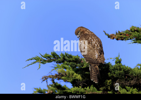 Rot - angebundener Falke (Buteo Jamaicensis) Erwachsenen, thront im Baum, Monterey, Kalifornien, Vereinigte Staaten von Amerika Stockfoto