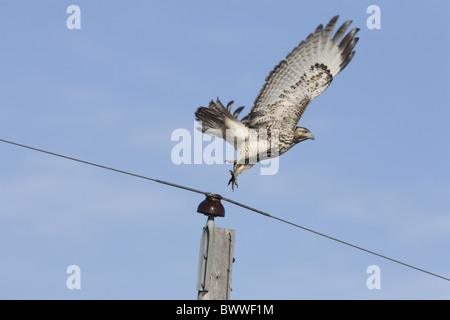 Rot - angebundener Falke (Buteo Jamaicensis) unreif, blasse Form während des Fluges, Ausziehen aus High-Line Pole, North Dakota, USA Stockfoto