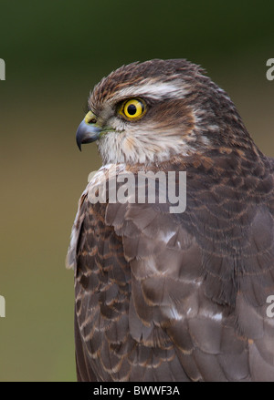 Eurasische Sperber (Accipiter Nisus) unreife weibliche, Nahaufnahme des Kopfes, Norfolk, England, april Stockfoto