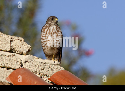 Levant Sparrowhawk Accipiter brevipes Stockfoto