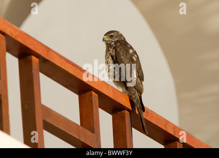 Levante Sperber (Accipiter Brevipes) unreif, thront auf Balkon, Sharm-El-Sheikh, Sinai-Halbinsel, Ägypten, Februar Stockfoto