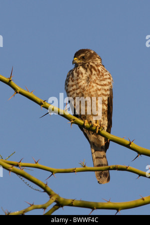 Levante Sperber (Accipiter Brevipes) unreif, thront in Dornenbaum, Sharm-El-Sheikh, Sinai-Halbinsel, Ägypten, Februar Stockfoto