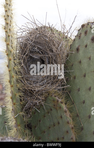 Nest Kaktus Boden Finch Rabida Insel Galapagos Stockfoto