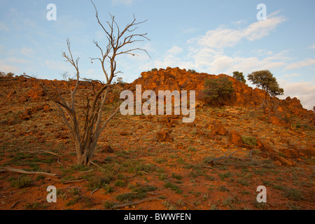 Orange und rote Felsen mit einem toten Baum im Vordergrund bei Green Head im Bereich Byngnano, Mutawintji National Park Stockfoto