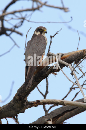 Eurasian Hobby (Falco Subbuteo Subbuteo) Erwachsenen, thront in toter Baum, Provinz Almaty, Kasachstan, Juni Stockfoto