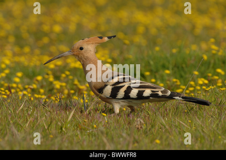 Wiedehopf (Upupa Epops) Erwachsenen, auf Nahrungssuche am Boden unter Wildblumen, Lesbos, Griechenland, april Stockfoto