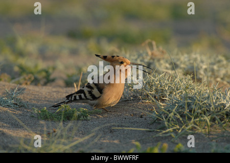 Wiedehopf (Upupa Epops) Erwachsenen, Fütterung, schlucken mit Schnabel offen, auf Anhöhe, Lesbos, Griechenland, april Stockfoto