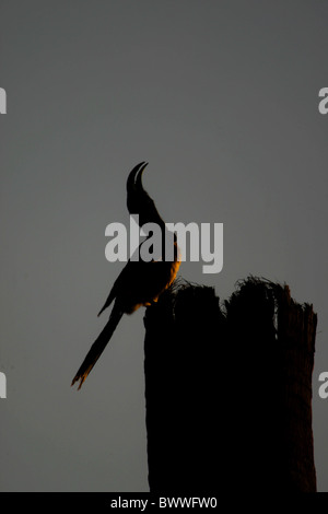 Afrikanische Grau Hornbill (Tockus Nasutus) Erwachsenen, mit der Aufforderung, thront auf stumpf, Silhouette in der Abenddämmerung, Gambia, Dezember Stockfoto