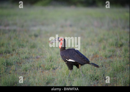 Südliche Hornrabe (Bucorvus Leadbeateri) Erwachsener, Fütterung, Chief es Island, Okavango Delta, Botswana Stockfoto
