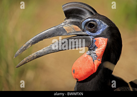 Abessinier Hornrabe (Bucorvus Abyssinicus) Erwachsene männlich, Nahaufnahme des Kopfes Stockfoto