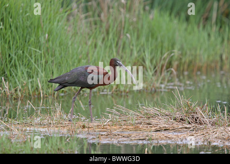 Glossy Ibis (Plegadis Falcinellus) Erwachsenen, zu Fuß auf die Vegetation im Feuchtgebiet, Zypern Stockfoto