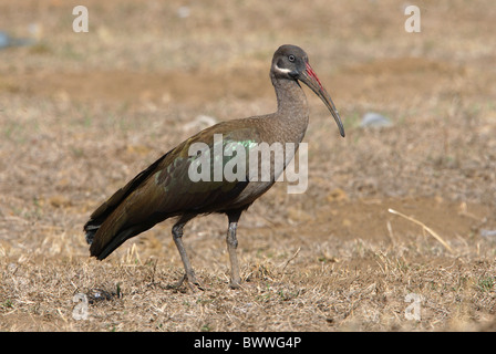 Hadada Ibis (Bostrychia Hagedash) Erwachsenen, zu Fuß auf Trockenrasen, See Awassa, Great Rift Valley, Äthiopien, april Stockfoto