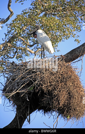 Jabiru (Jabiru Mycteria) Erwachsenen, stehend im Nest, Pantanal, Mato Grosso, Brasilien Stockfoto
