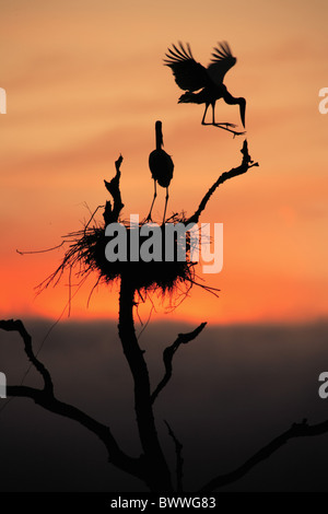 Jabiru (Jabiru Mycteria) Erwachsenen paar, am Nest, Silhouette bei Sonnenaufgang, Pantanal, Mato Grosso, Brasilien Stockfoto