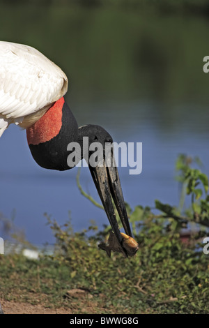 Jabiru (Jabiru Mycteria) Erwachsenen, Fütterung auf Piranha, Pantanal, Mato Grosso, Brasilien Stockfoto