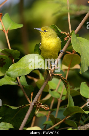 Gemeinsamen Iora (Aegithina Tiphia Philipi) Erwachsene, thront im Baum, Nord-Thailand, november Stockfoto