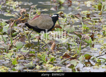 Bronze-winged Jacana (Metopidius Indicus) Erwachsenen, stehend auf schwimmenden Vegetation, Koshi Tappu, Nepal, Januar Stockfoto