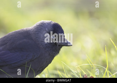 Dohle (Corvus Monedula) Erwachsene, Nahaufnahme des Kopfes, England, winter Stockfoto