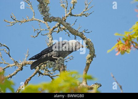 Dohle (Corvus Monedula) Erwachsene, mit Nahrung im Schnabel und volle Ernte, Wiedereinstieg in den Schachteln, in der Nähe von Tidaholm, Vastergotland, Schweden, Juni Stockfoto