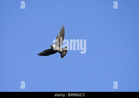 Dohle (Corvus Monedula) Erwachsenen, während des Fluges, Spanien Stockfoto